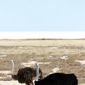 NAM OSHI Etosha 2016NOV27 078 : 2016, 2016 - African Adventures, Africa, Date, Etosha National Park, Month, Namibia, November, Oshikoto, Places, Southern, Trips, Year